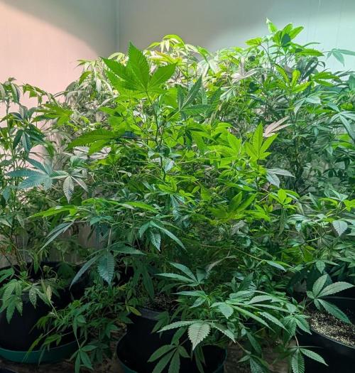 Apple Fritter. Week 18