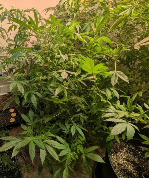 Apple Fritter. Week 18