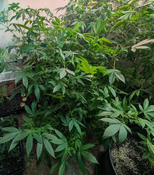 Apple Fritter. Week 18