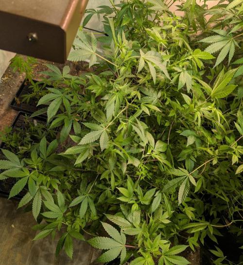 Apple Fritter. Week 18