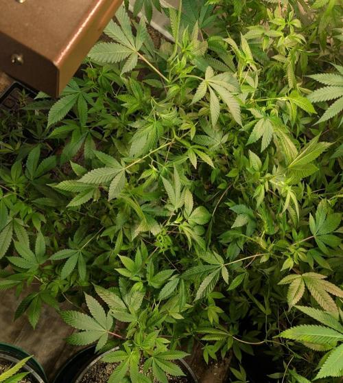 Apple Fritter. Week 18