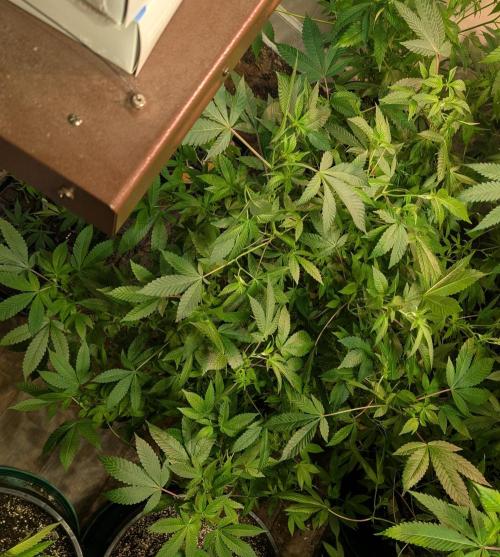 Apple Fritter. Week 18