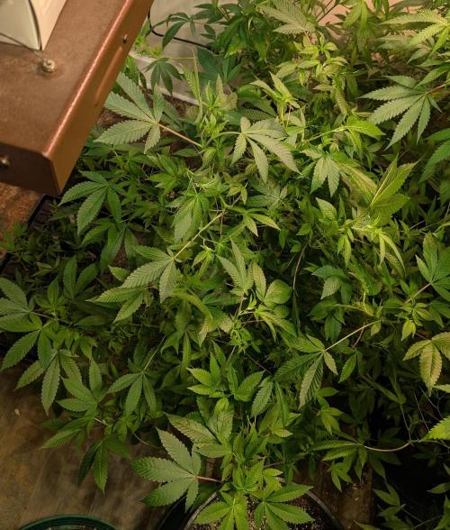 Apple Fritter. Week 18