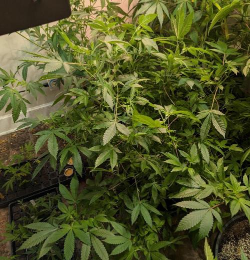 Apple Fritter. Week 18