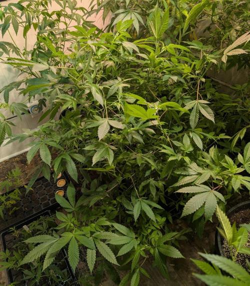 Apple Fritter. Week 18