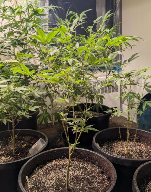 Hellfire OG. Week 12