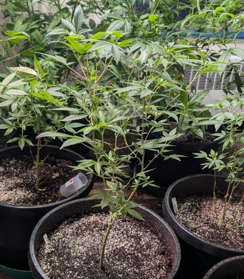 Hellfire OG. Week 12