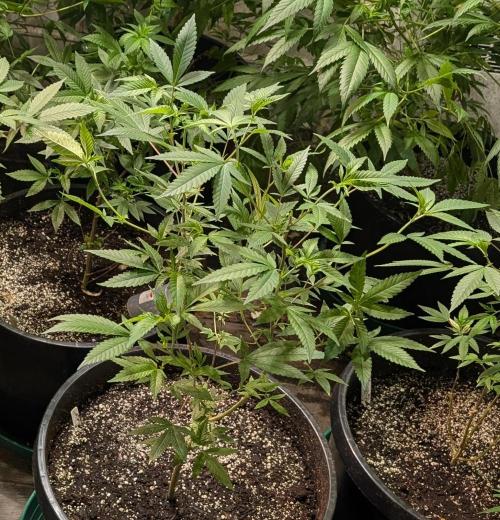 Hellfire OG. Week 12