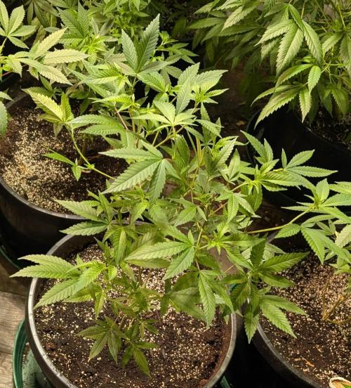 Hellfire OG. Week 12