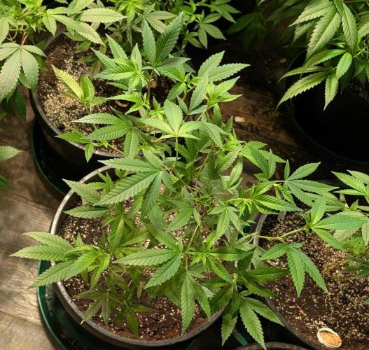 Hellfire OG. Week 12