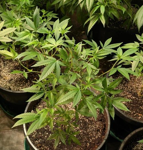 Hellfire OG. Week 12