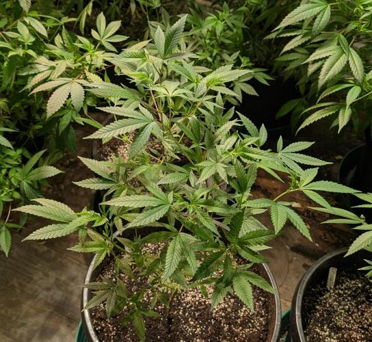 Hellfire OG. Week 12