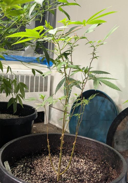 Killer Kush. Week 12