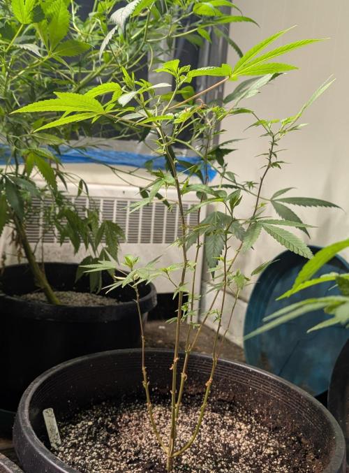 Killer Kush. Week 12