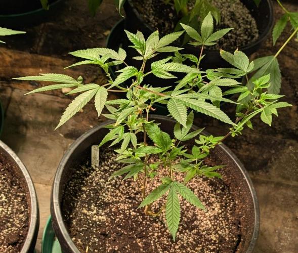 Killer Kush. Week 12