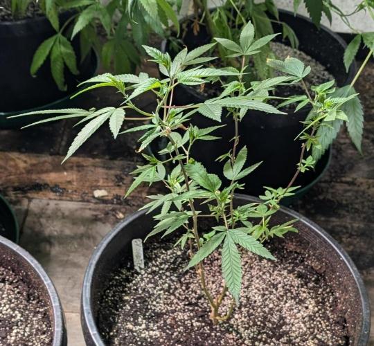 Killer Kush. Week 12