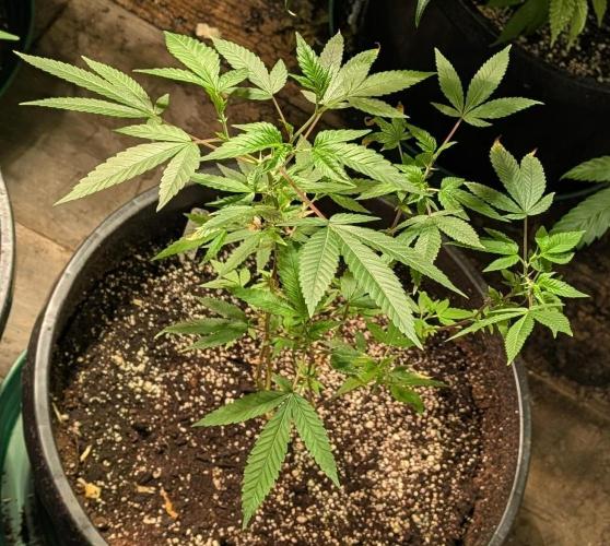 Killer Kush. Week 12