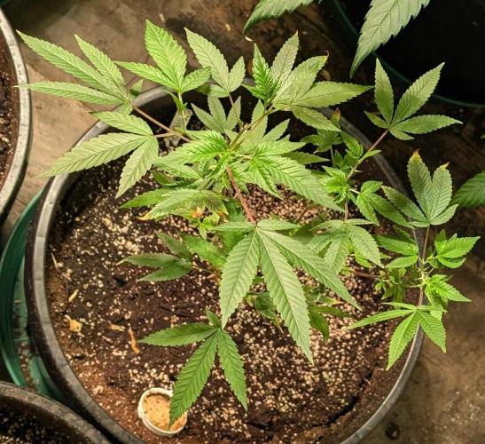 Killer Kush. Week 12