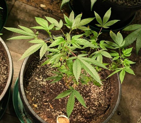 Killer Kush. Week 12