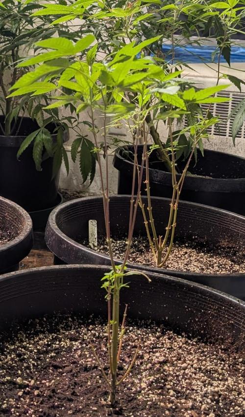 Pure Michigan. Week 12