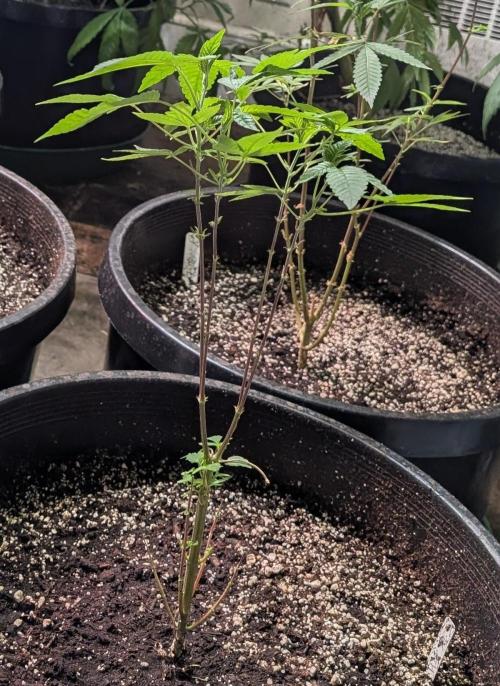 Pure Michigan. Week 12