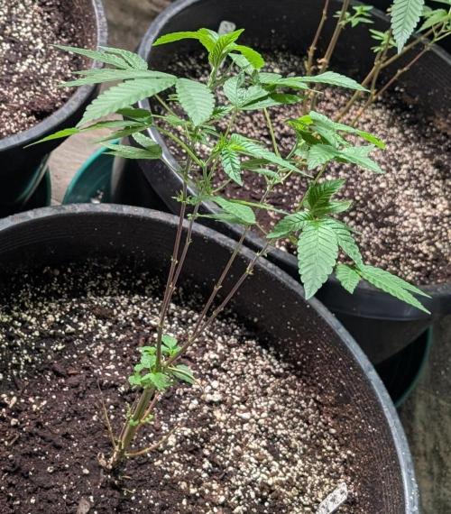 Pure Michigan. Week 12