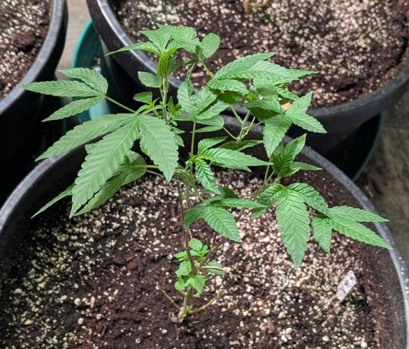 Pure Michigan. Week 12