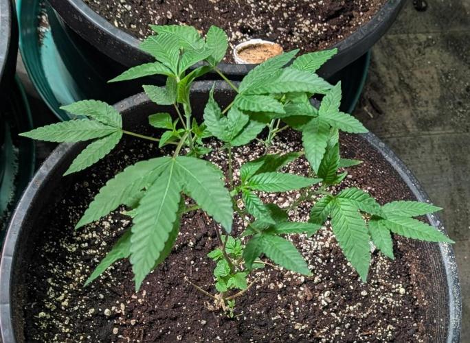 Pure Michigan. Week 12