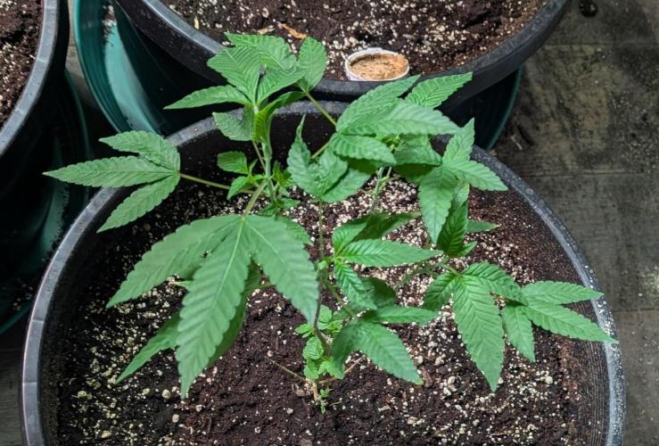 Pure Michigan. Week 12