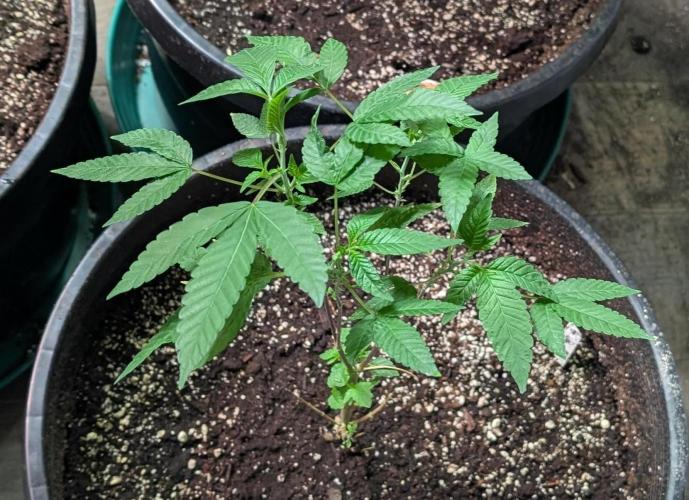 Pure Michigan. Week 12