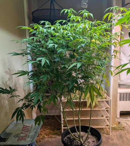 Gold Bar Kush. Week 18