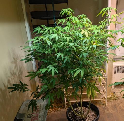 Gold Bar Kush. Week 18