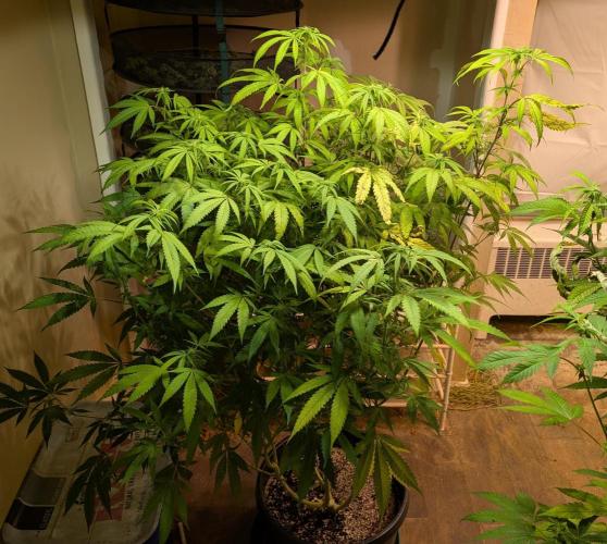 Gold Bar Kush. Week 18