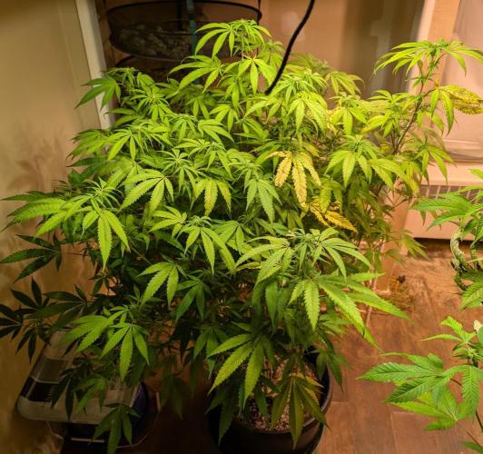 Gold Bar Kush. Week 18