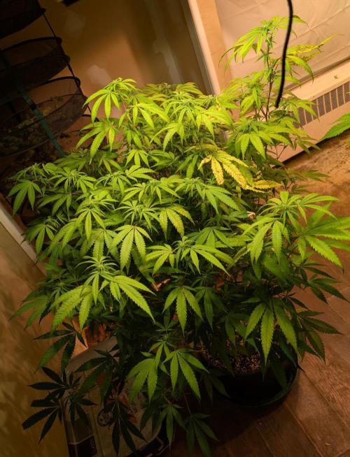 Gold Bar Kush. Week 18