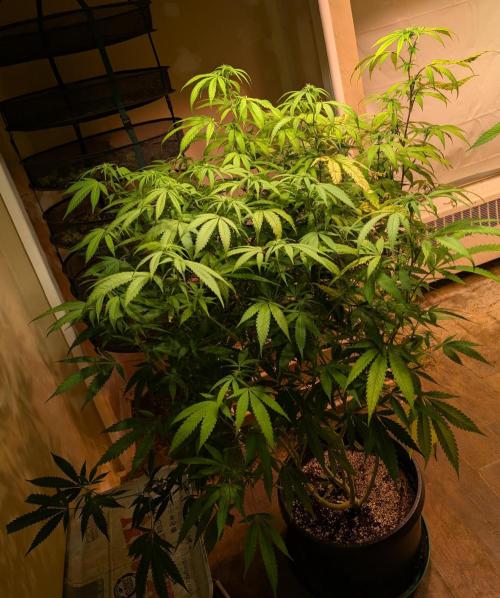 Gold Bar Kush. Week 18