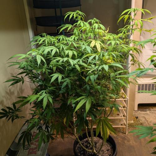 Gold Bar Kush. Week 18