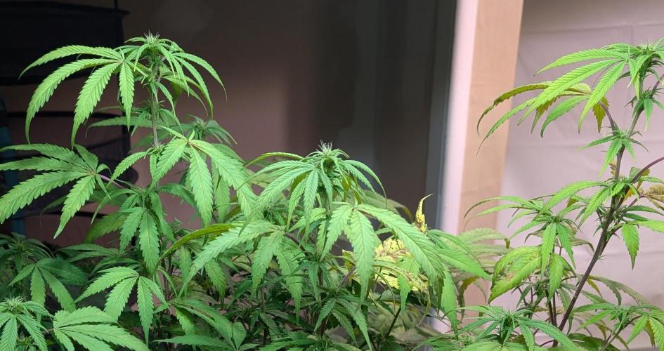 Gold Bar Kush. Week 18