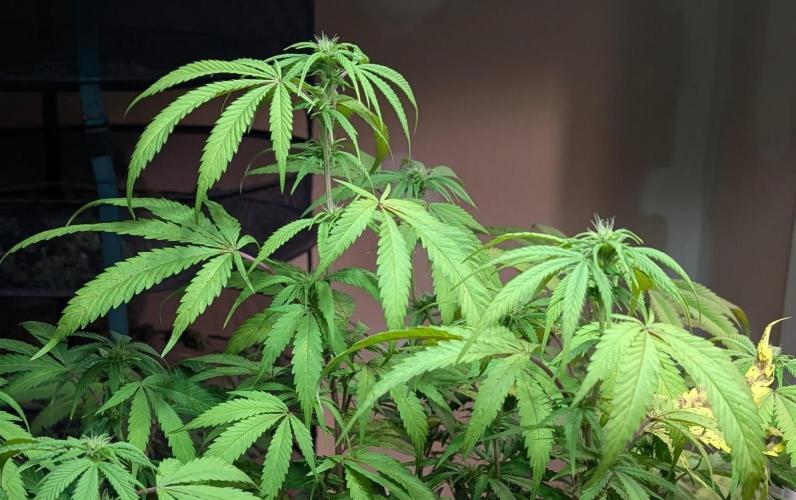 Gold Bar Kush. Week 18