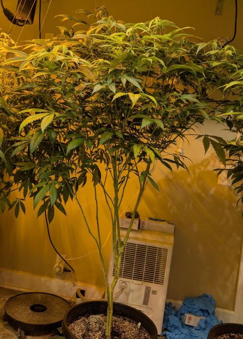 Cement Shoes. Week 18