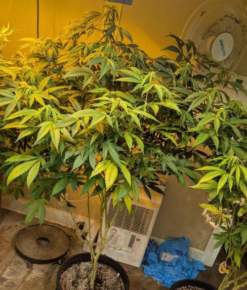 Cement Shoes. Week 18