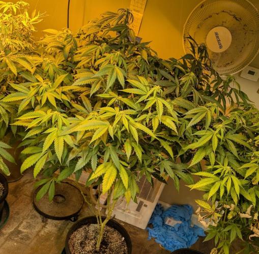 Cement Shoes. Week 18