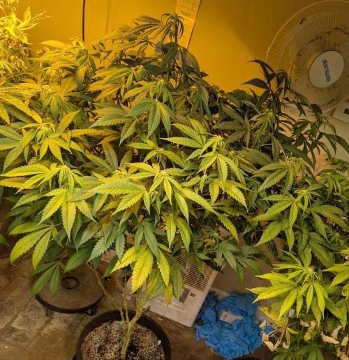 Cement Shoes. Week 18