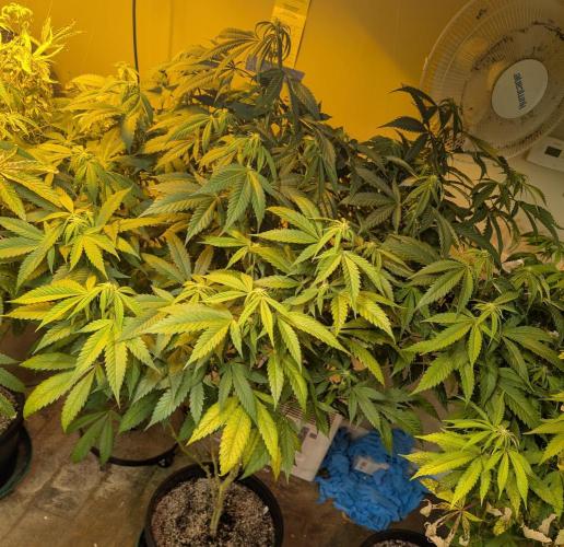 Cement Shoes. Week 18