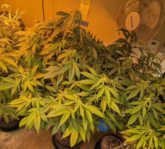 Cement Shoes. Week 18