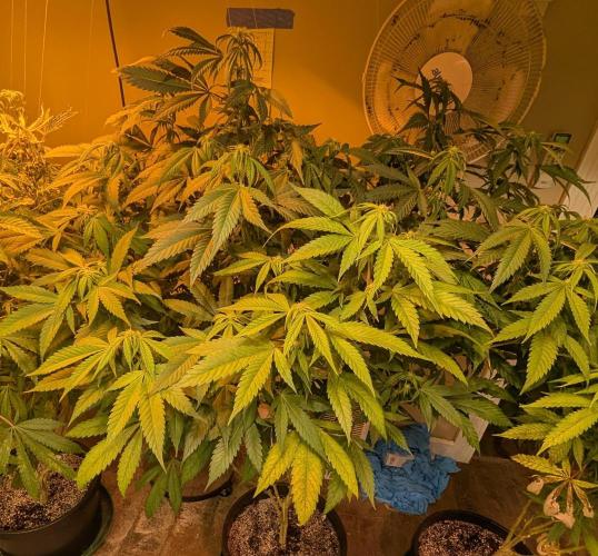 Cement Shoes. Week 18