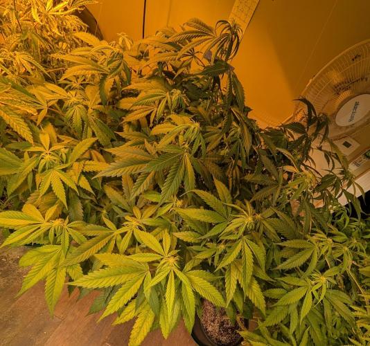 Cement Shoes. Week 18