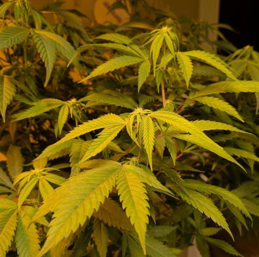 Cement Shoes. Week 18