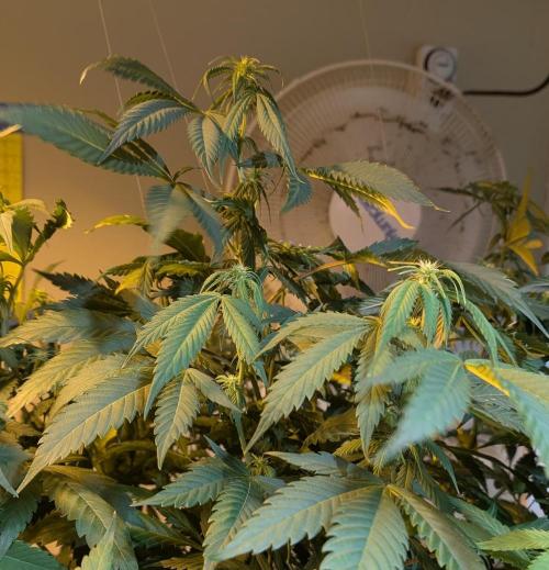 Cement Shoes. Week 18