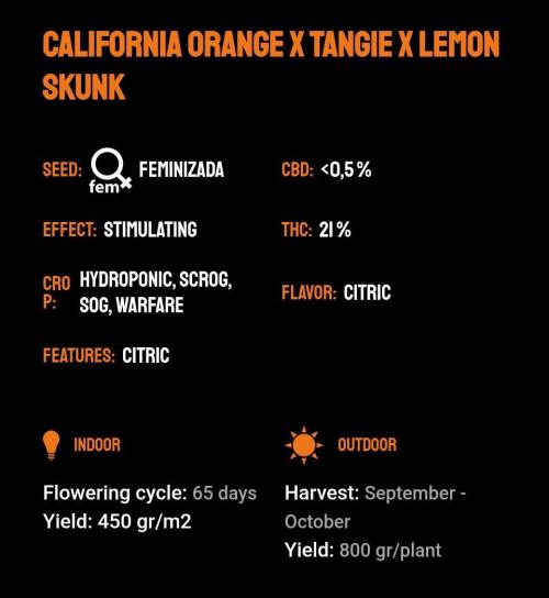 Clementine Slush. Week 0
